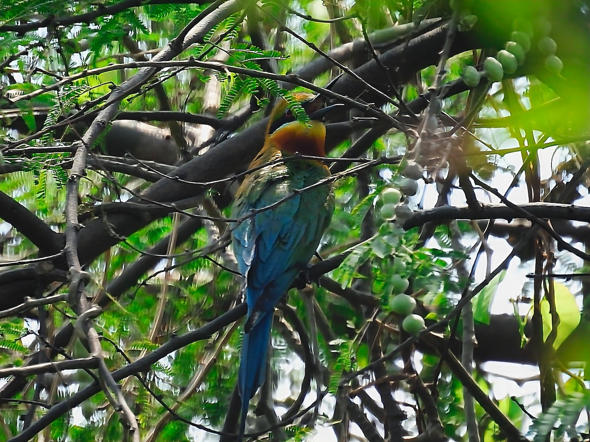 Blue-tailed Bee-eater - ML559458791