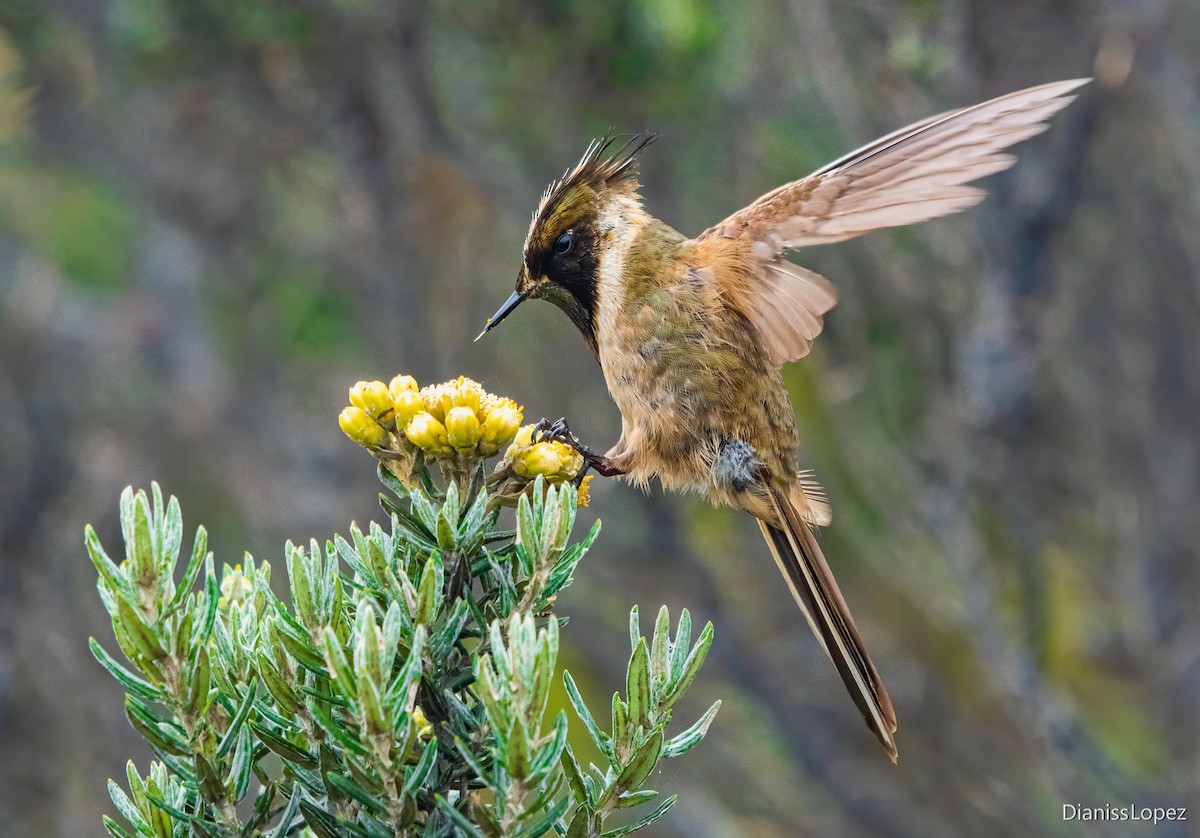 kolibřík tolimský - ML559459661