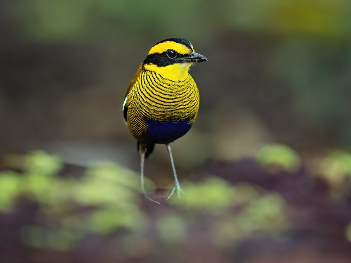 Bornean Banded Pitta: A Brilliant Tapestry of Color and Elegance in ...