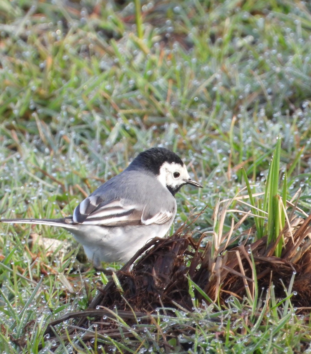 White Wagtail (White-faced) - ML559462121