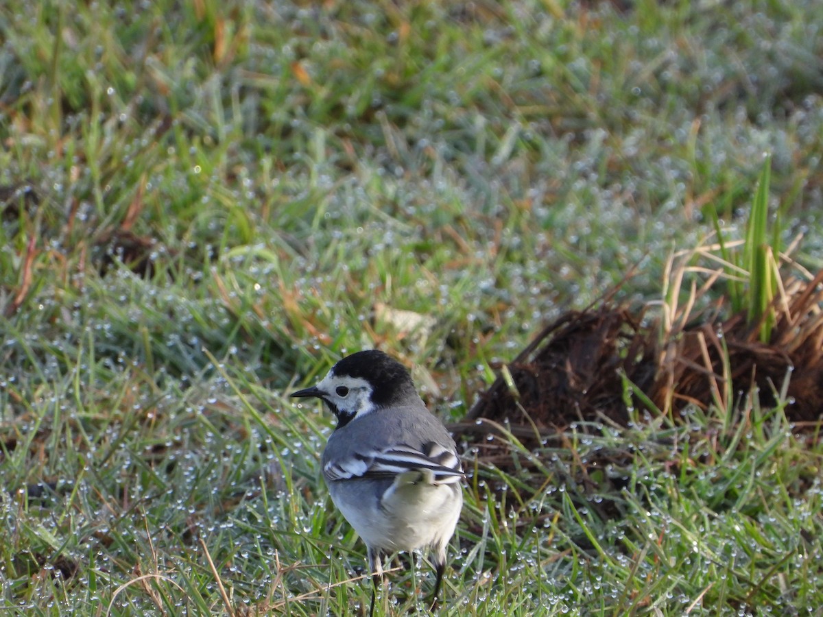 White Wagtail (White-faced) - ML559462141