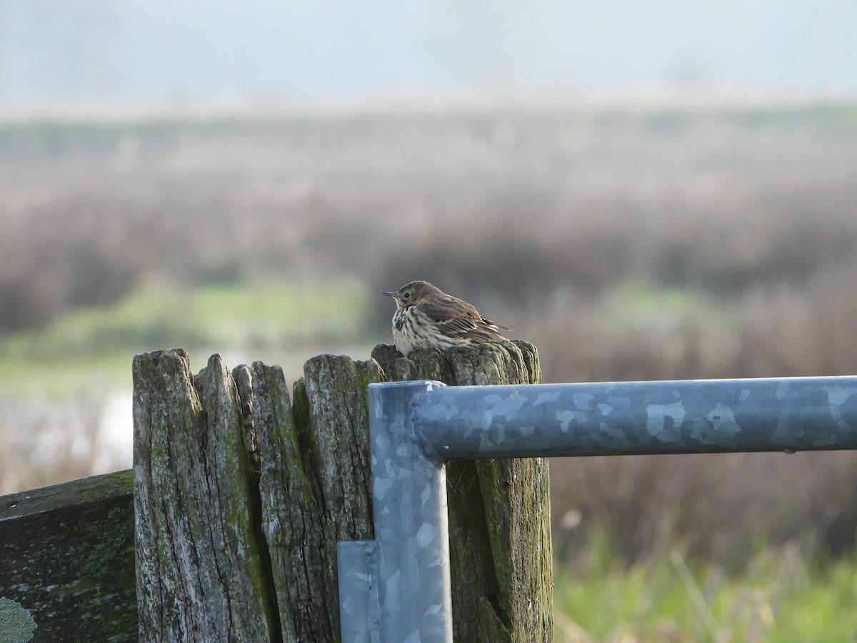 Meadow Pipit - ML559462331