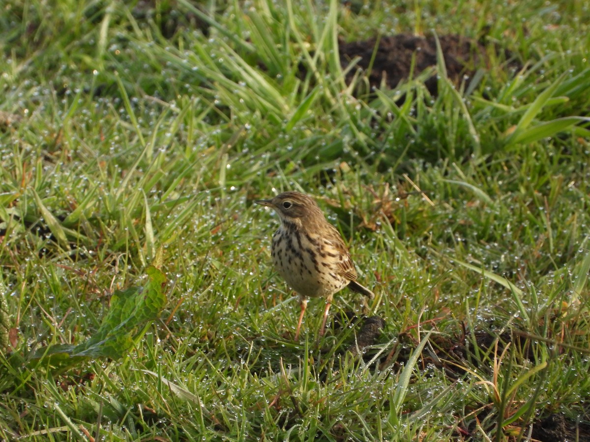 Meadow Pipit - ML559462351