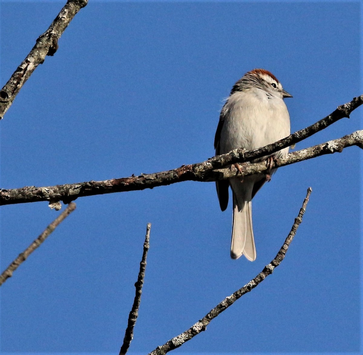 EBird Checklist 18 Apr 2023 Callahan SP 19 Species