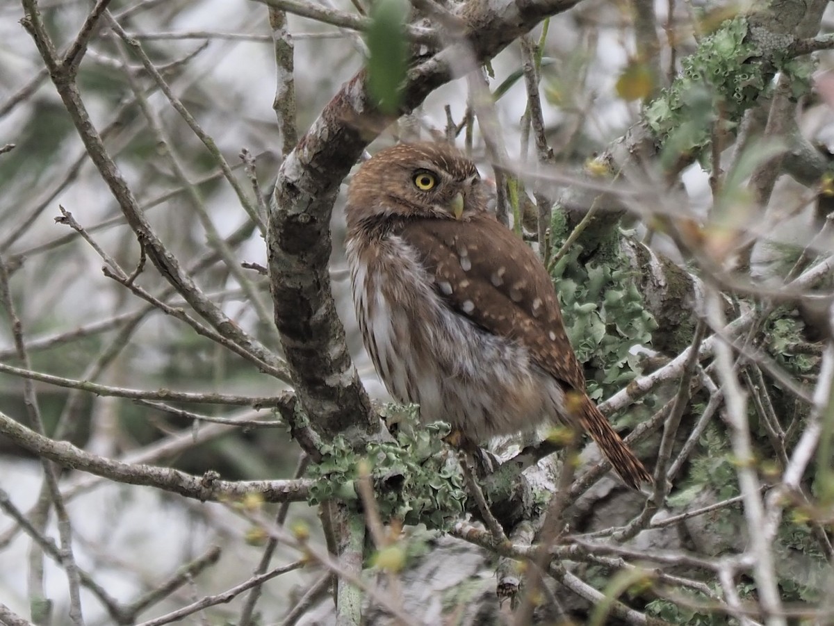 Ferruginous Pygmy-Owl - ML559467591