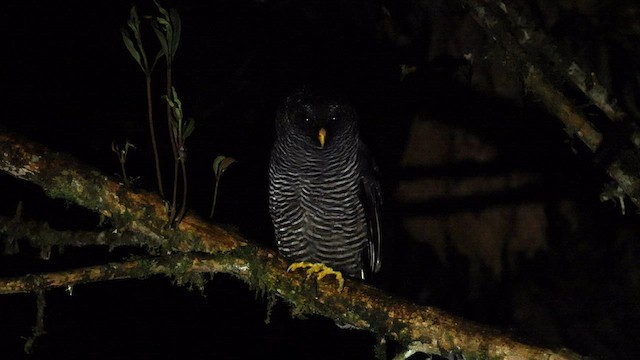 Black-banded Owl (San Isidro) - ML559468151