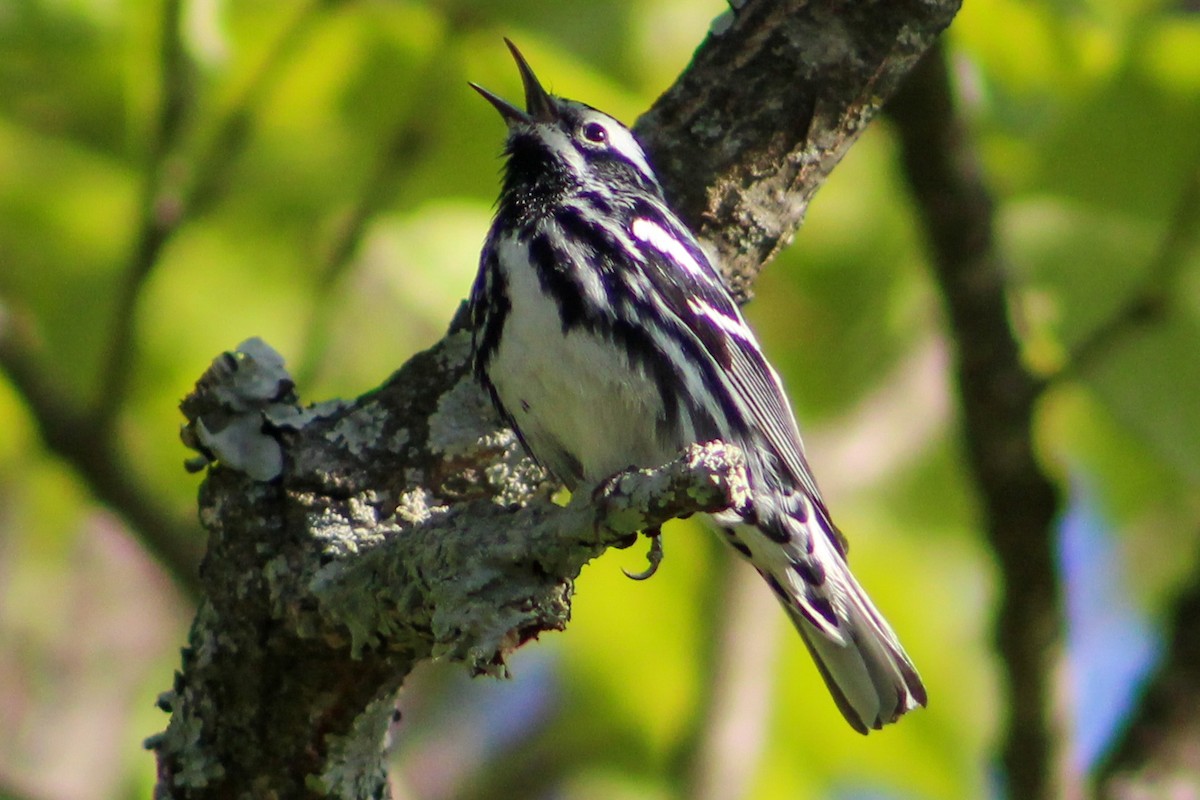 Black-and-white Warbler - ML559469671