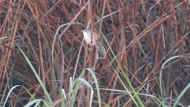 Indian Grassbird - ML559469781