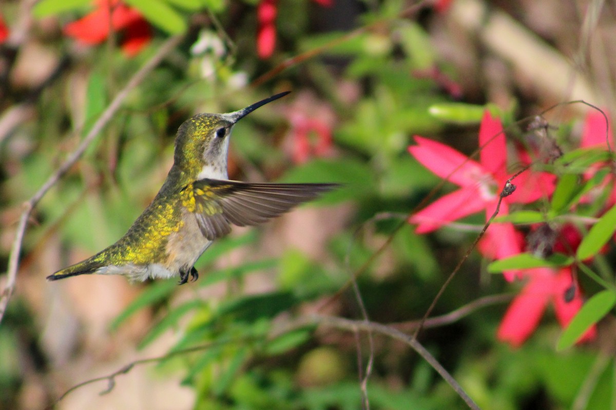 Ruby-throated Hummingbird - ML559469841