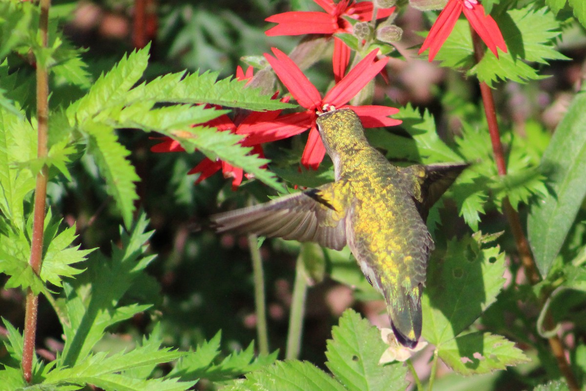 Ruby-throated Hummingbird - ML559469851
