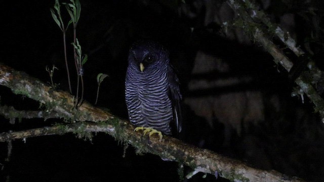 Black-banded Owl (San Isidro) - ML559469891