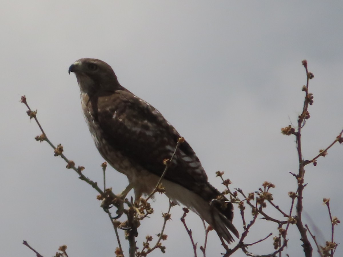 Red-tailed Hawk - ML559474621