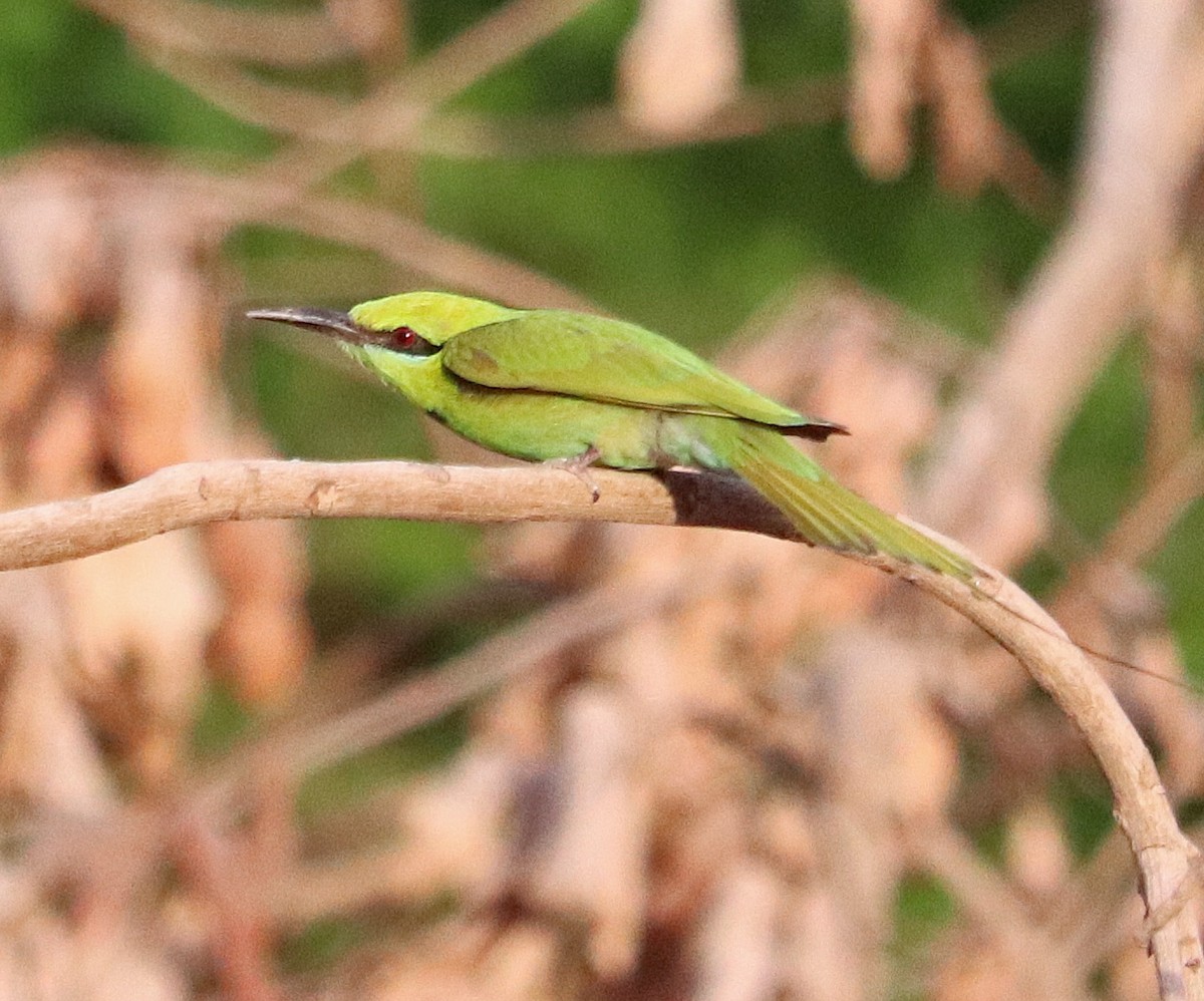African Green Bee-eater - ML559476071