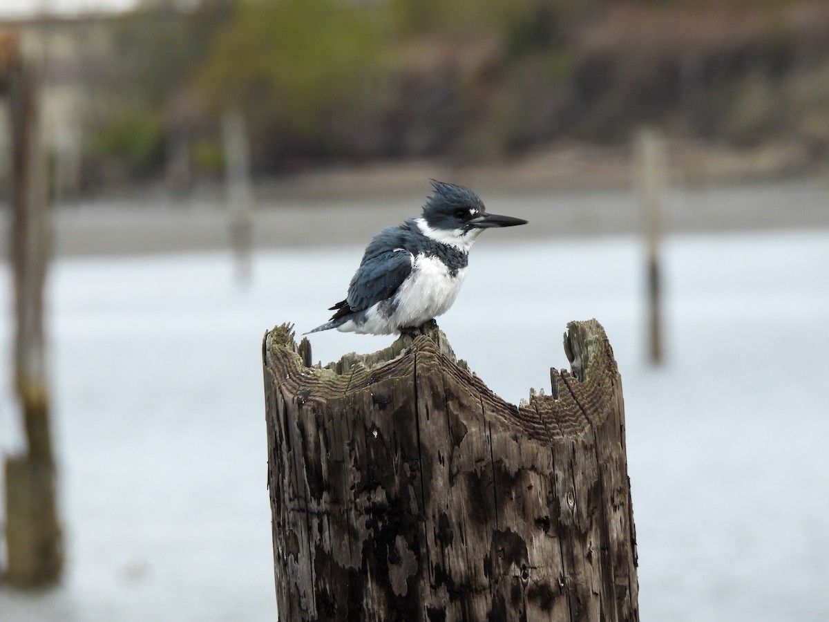 Belted Kingfisher - ML559477571