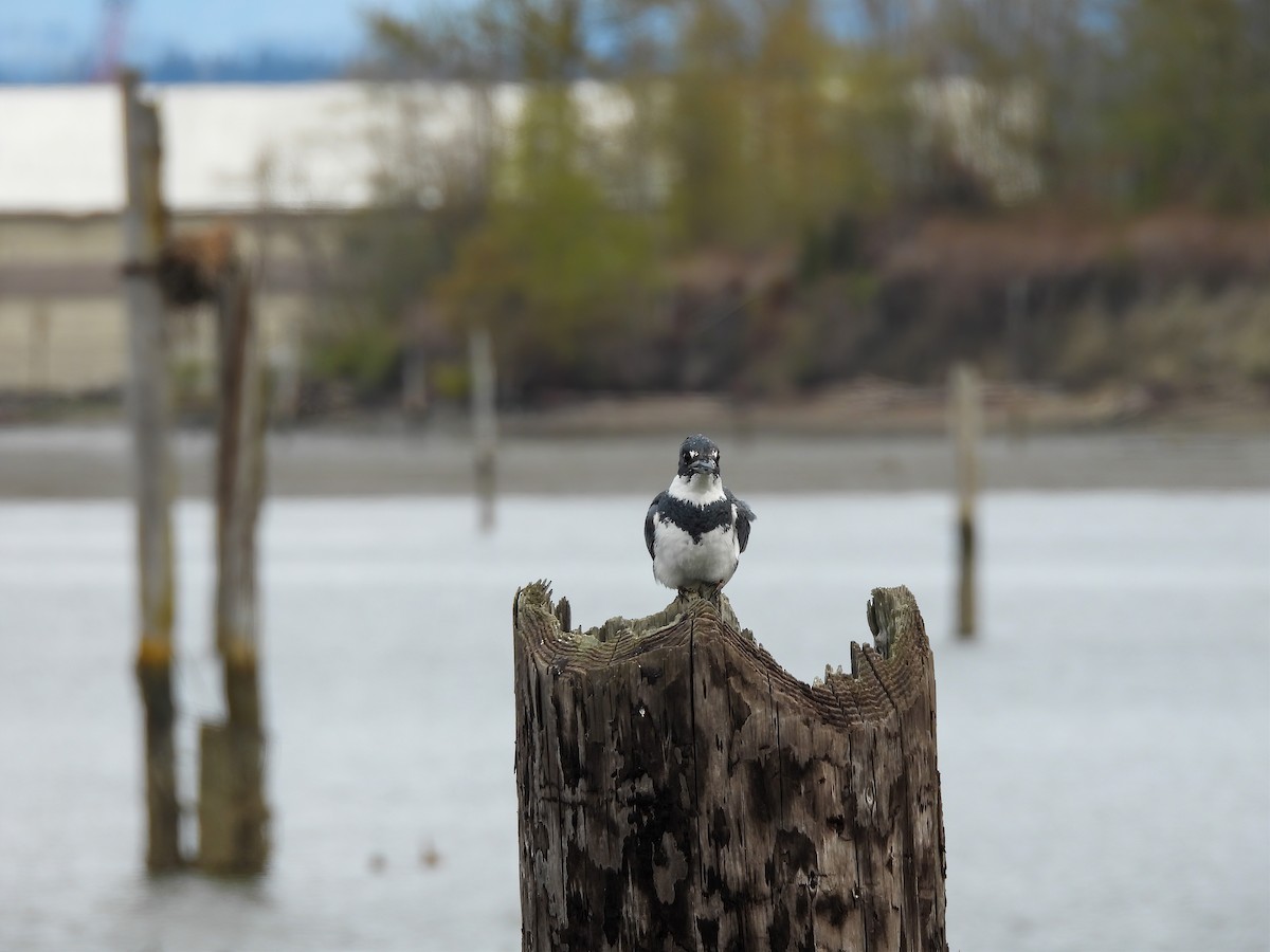 Belted Kingfisher - ML559477611