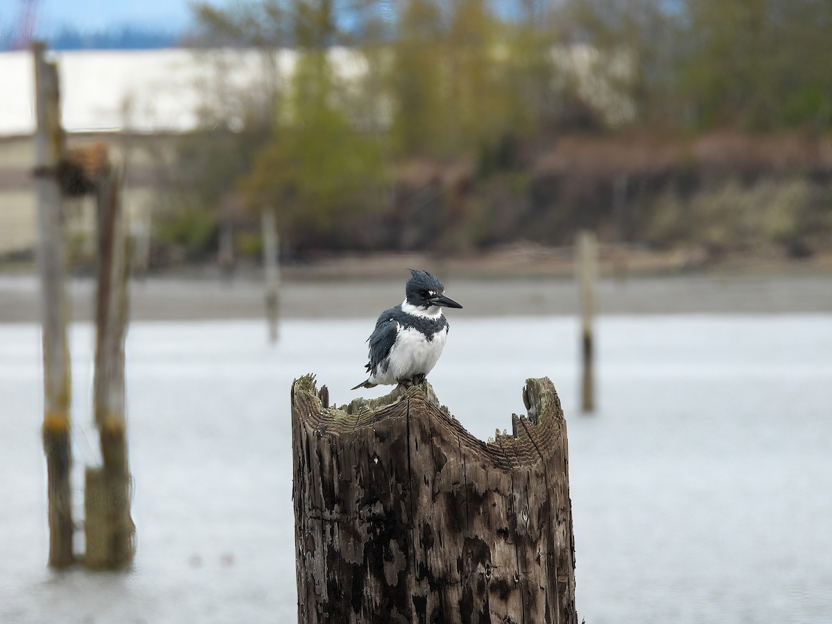 Belted Kingfisher - ML559477621