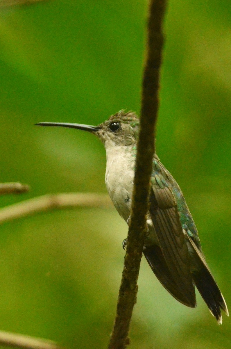 kolibřík pralesní - ML559485511