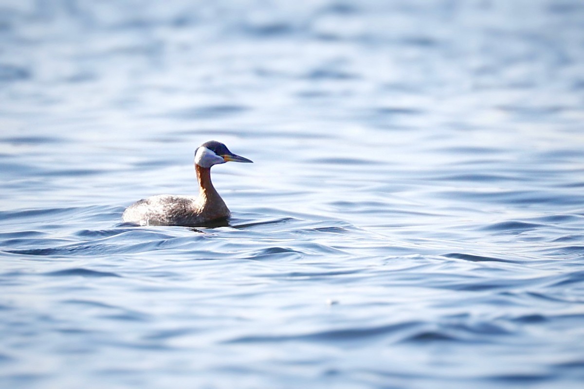 Red-necked Grebe - ML559493731