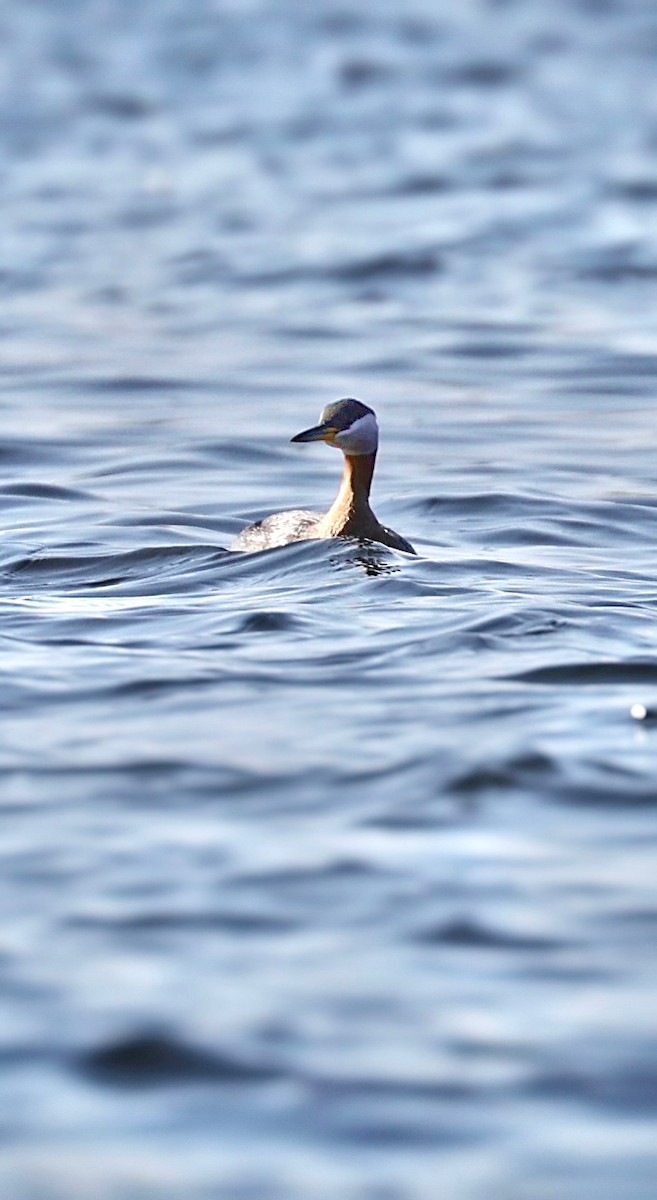 Red-necked Grebe - ML559493741