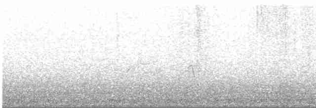 Black-tailed Crake - ML559495791