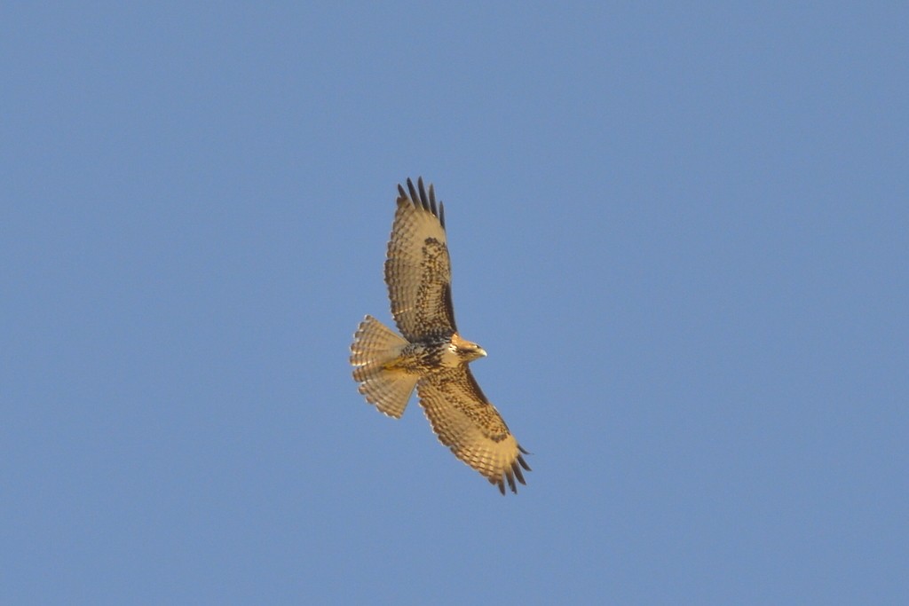 Red-tailed Hawk - ML559499221