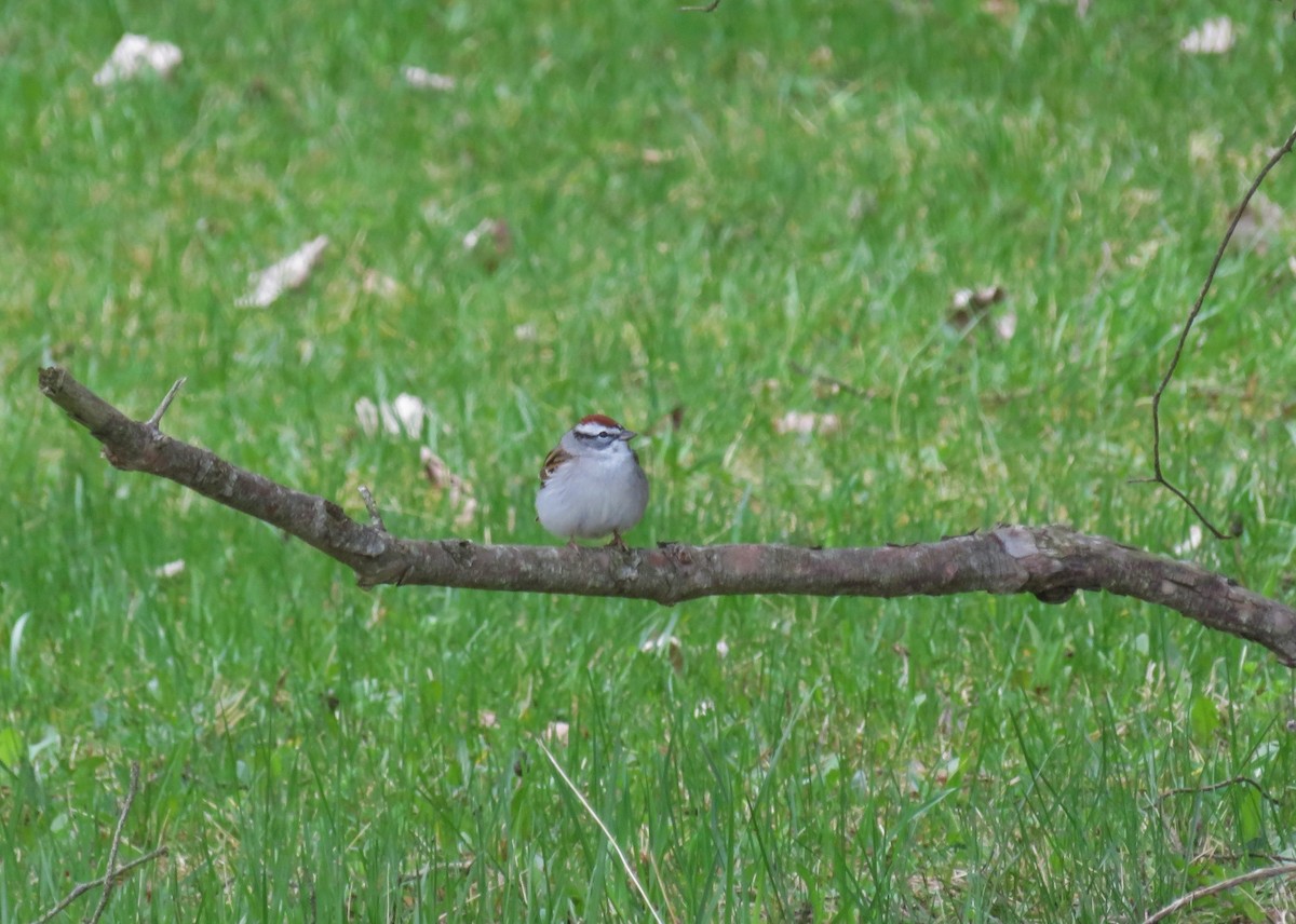 Chipping Sparrow - ML559503421