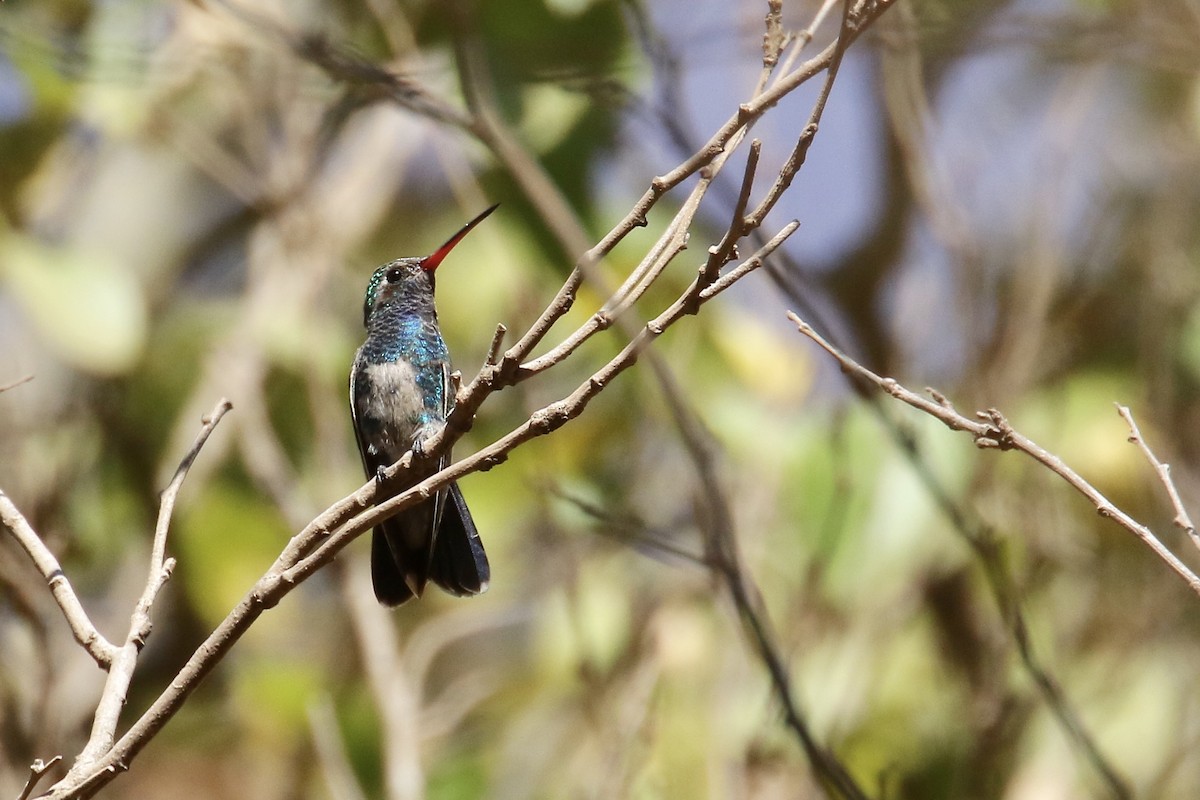 Broad-billed Hummingbird - Anonymous