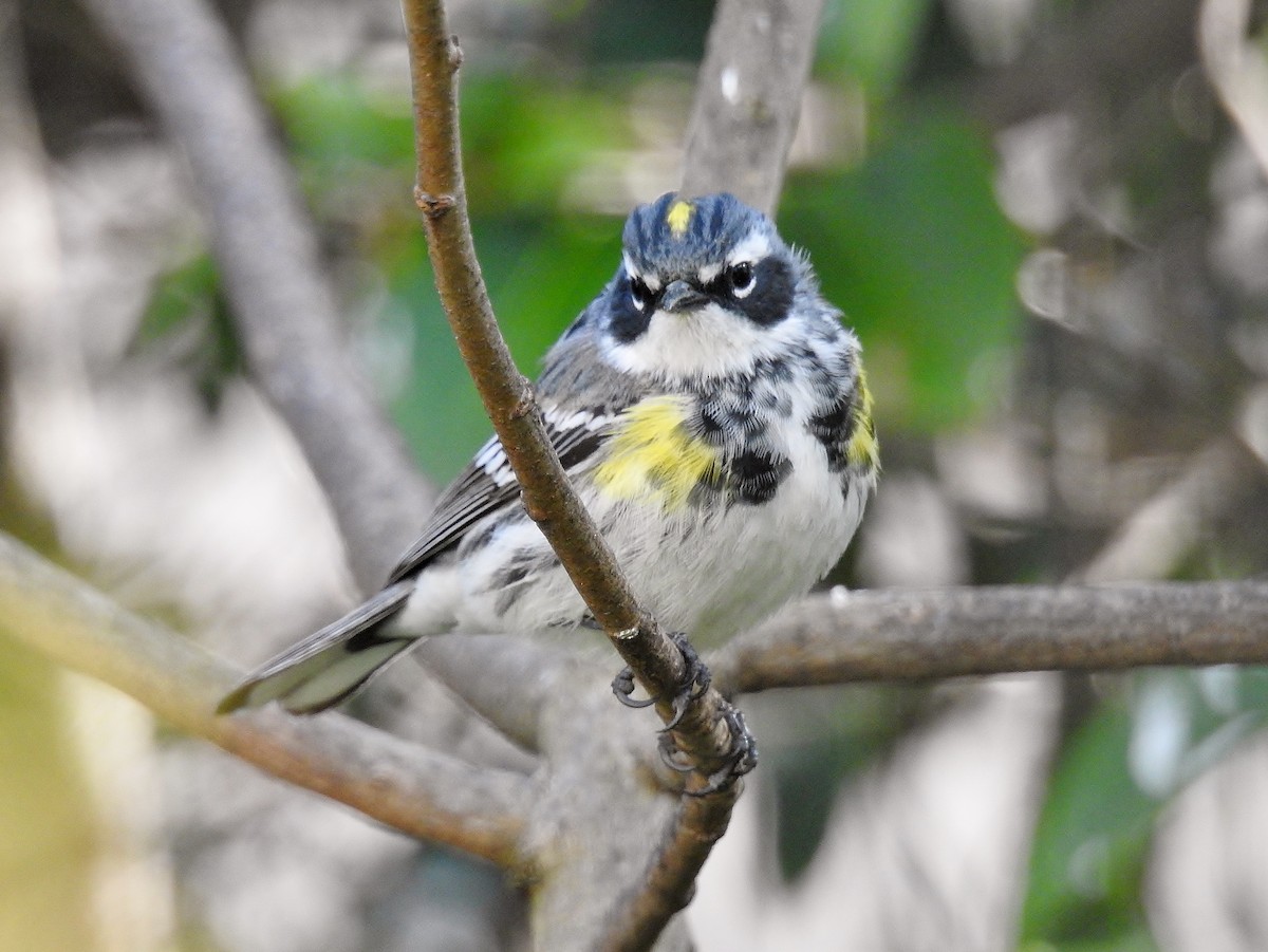 Yellow-rumped Warbler (Myrtle) - Jack Edick