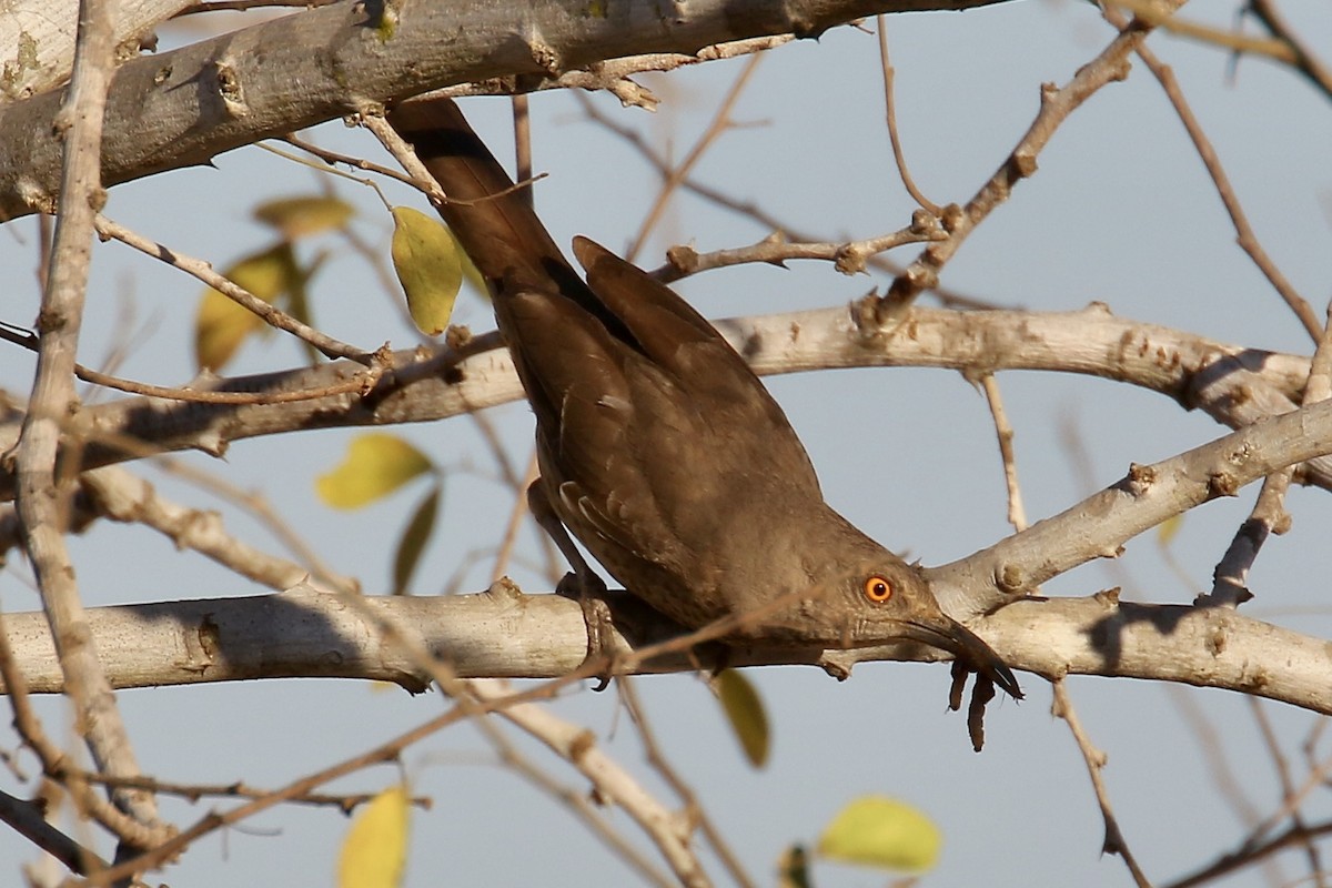 Curve-billed Thrasher - Anonymous