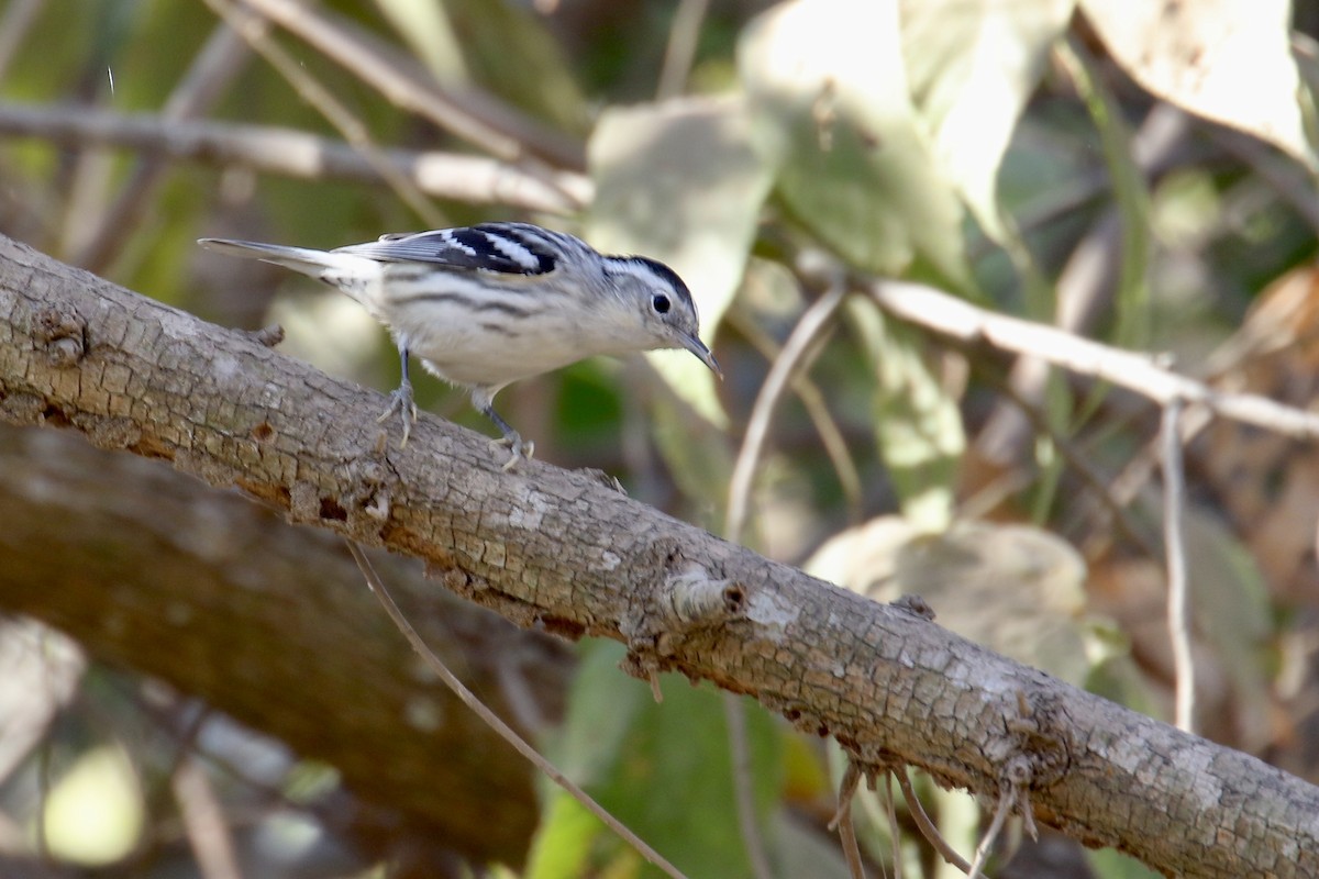 Black-and-white Warbler - ML559505801