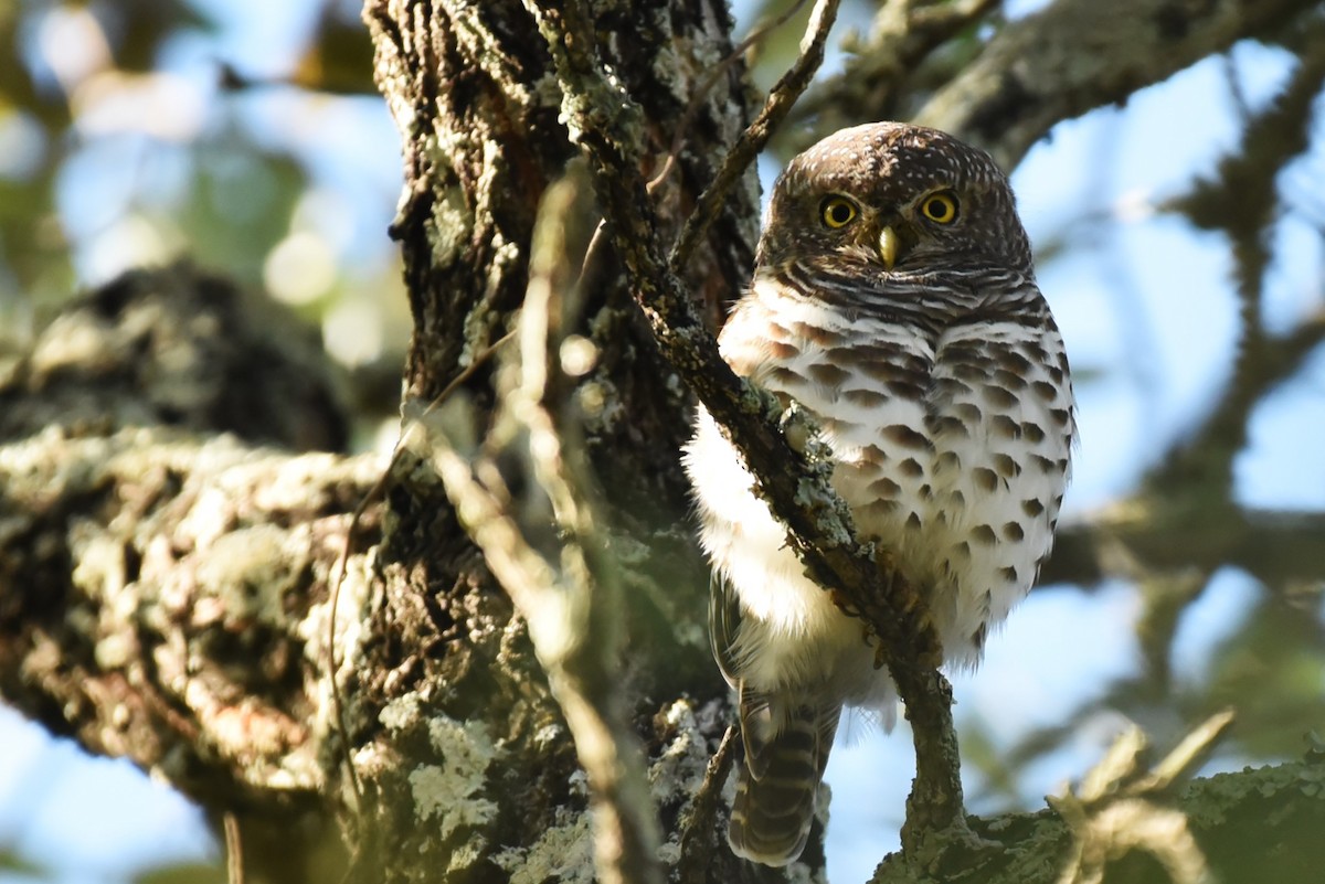 African Barred Owlet - ML559506711