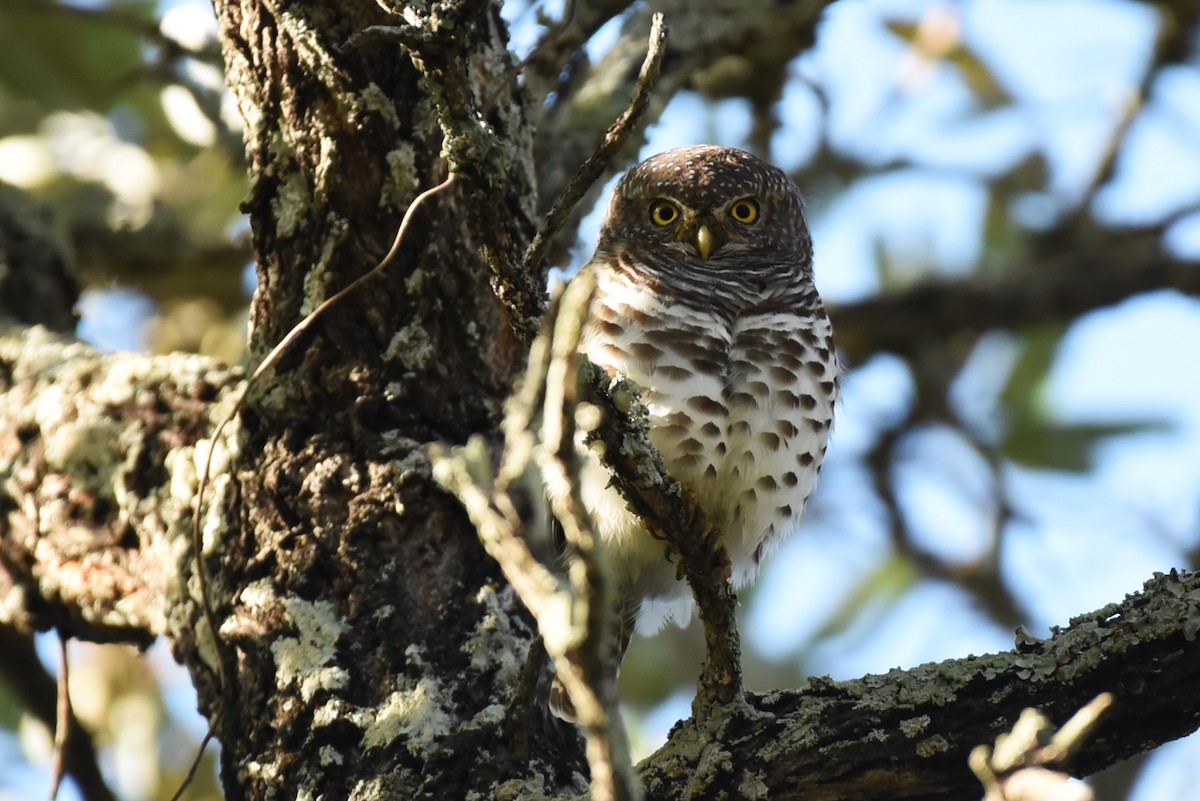 African Barred Owlet - ML559506721
