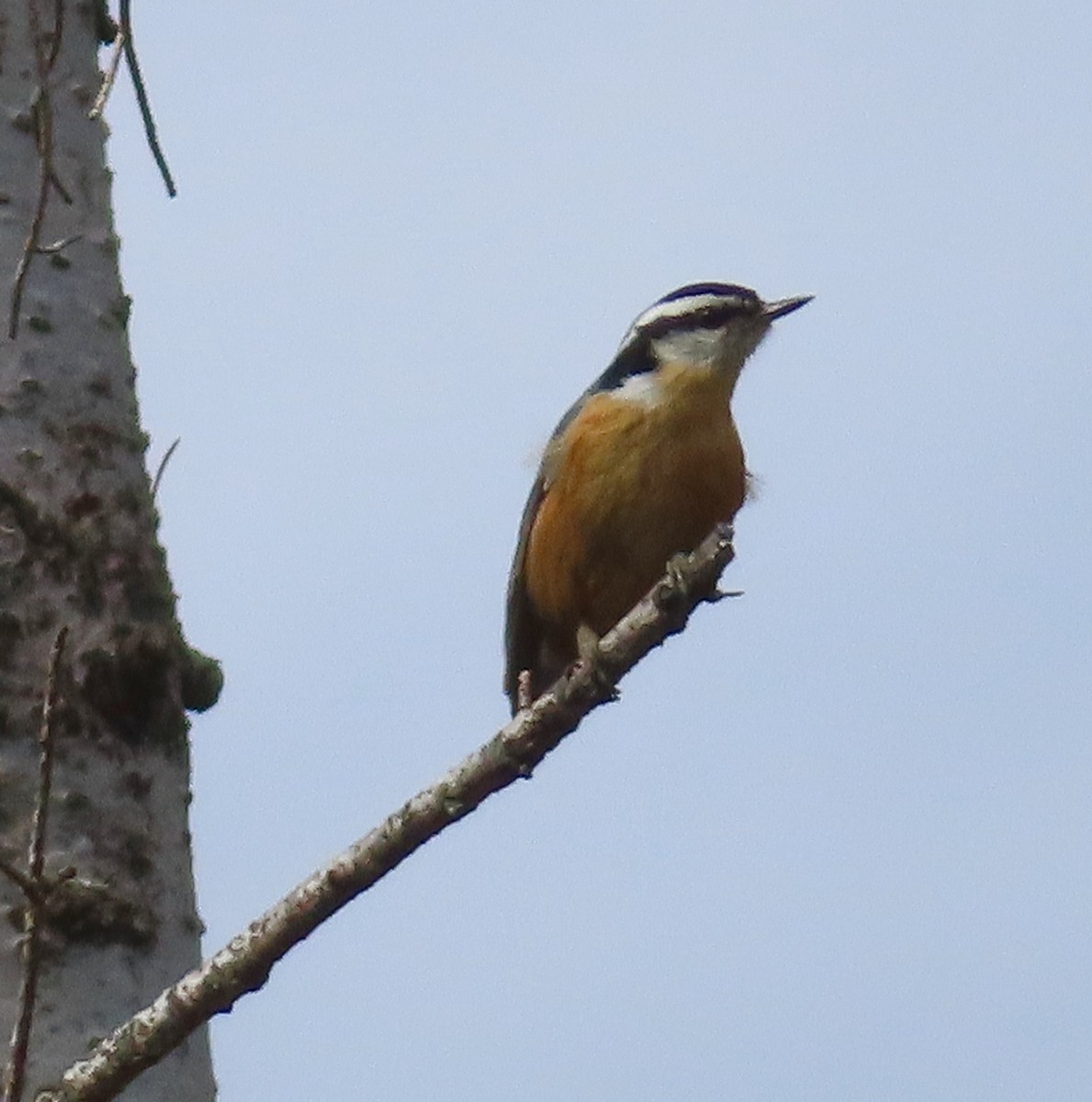 Red-breasted Nuthatch - ML559509421