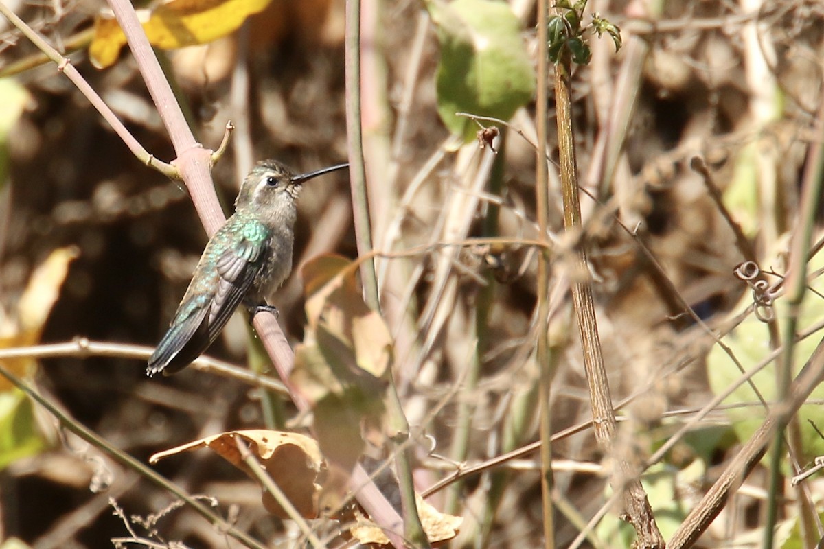 White-eared Hummingbird - ML559509461