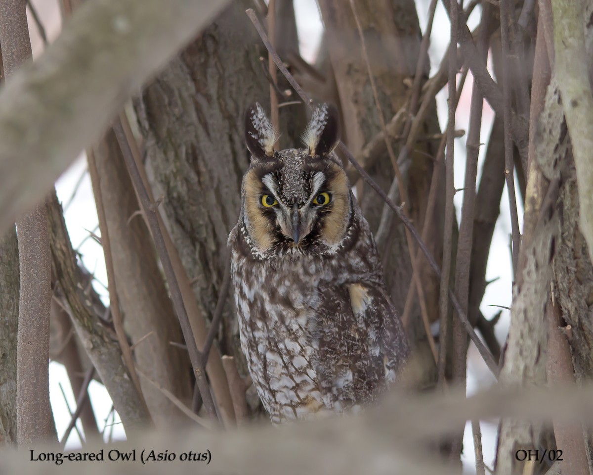 Long-eared Owl - Andrew Wood