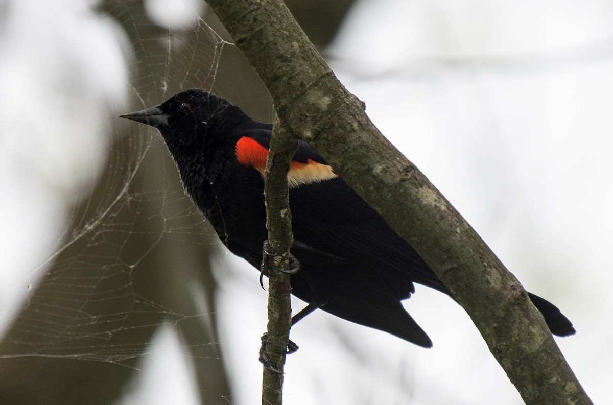Red-winged Blackbird - ML55951221