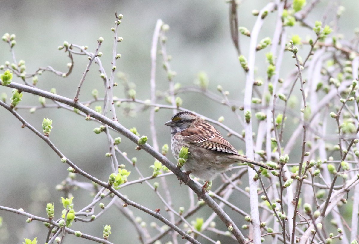 White-throated Sparrow - Joe Gyekis