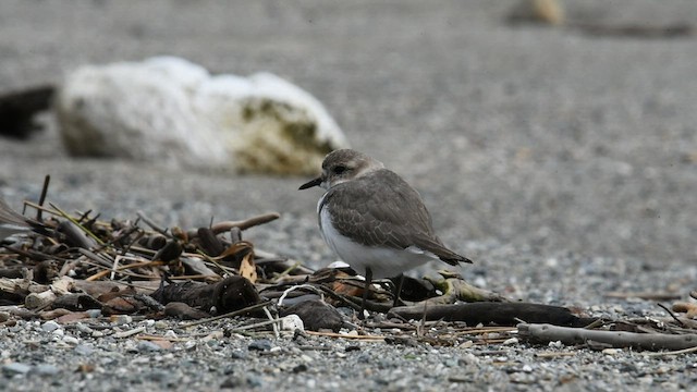Two-banded Plover - ML559518031