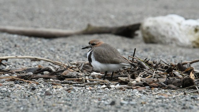 Two-banded Plover - ML559518061
