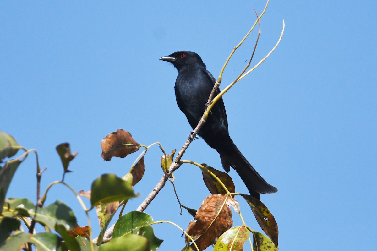 Fork-tailed Drongo (Glossy-backed) - ML559523391