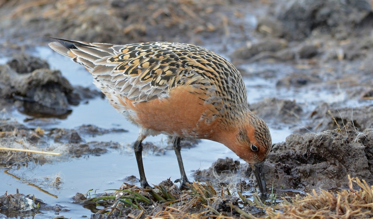 Red Knot - ML559529281