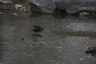 Black-bellied Whistling-Duck, ML559531521