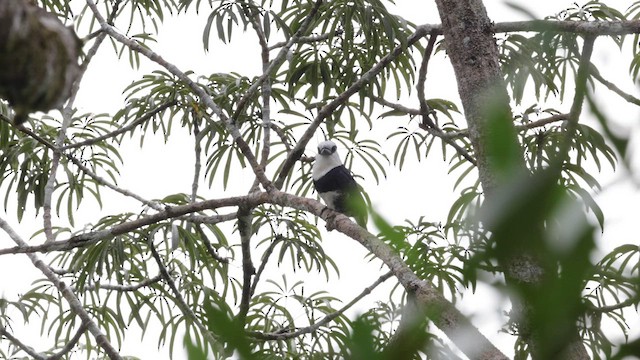 White-necked Puffbird - ML559532311
