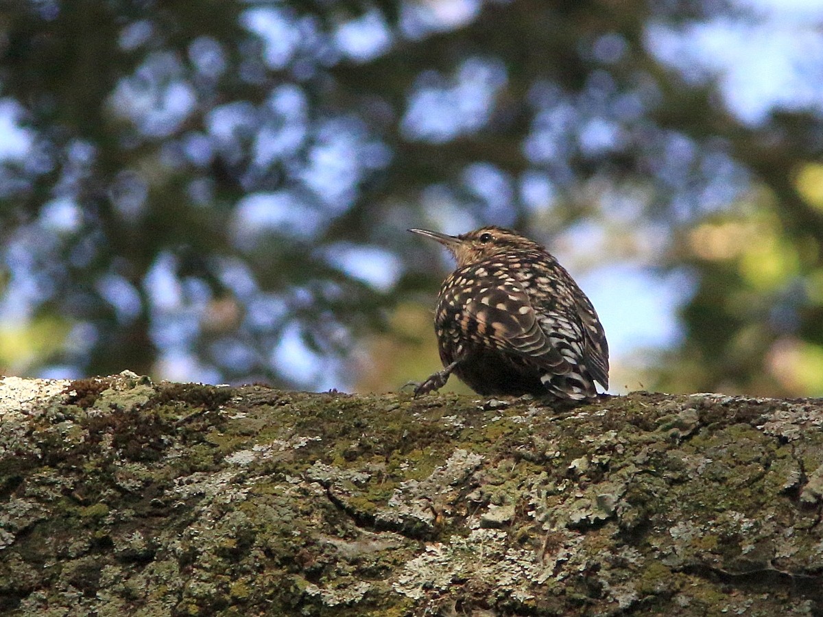 African Spotted Creeper - ML559533621