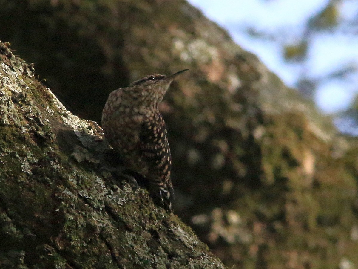 African Spotted Creeper - ML559533641