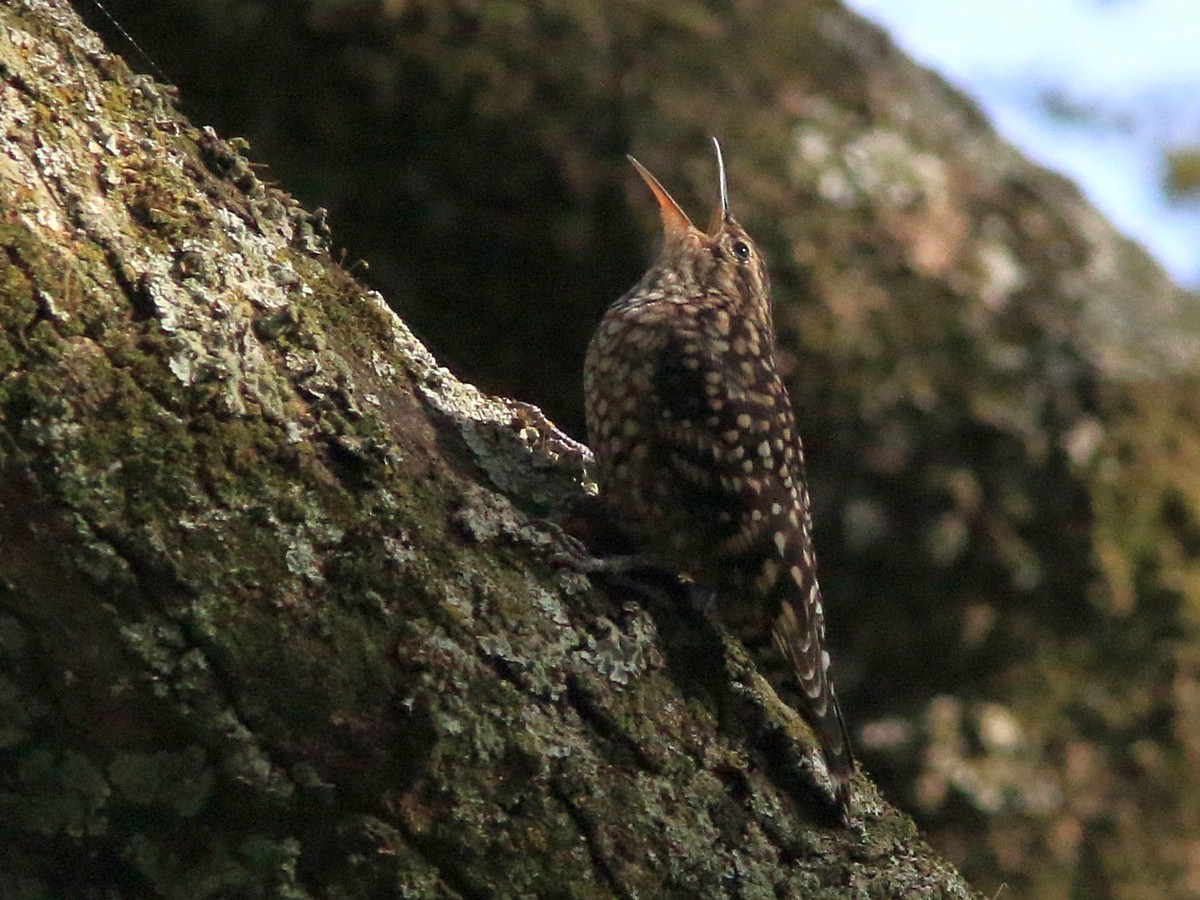 African Spotted Creeper - ML559533651