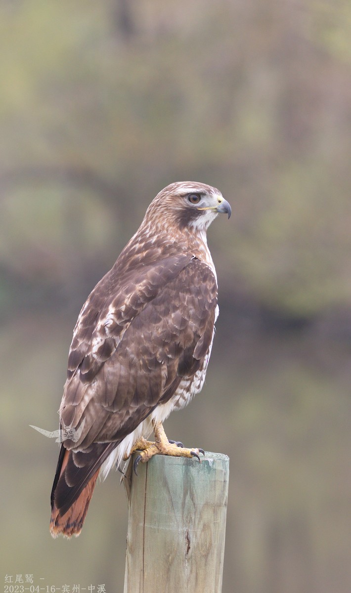 Red-tailed Hawk - Xueyan Guan