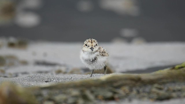Two-banded Plover - ML559541681
