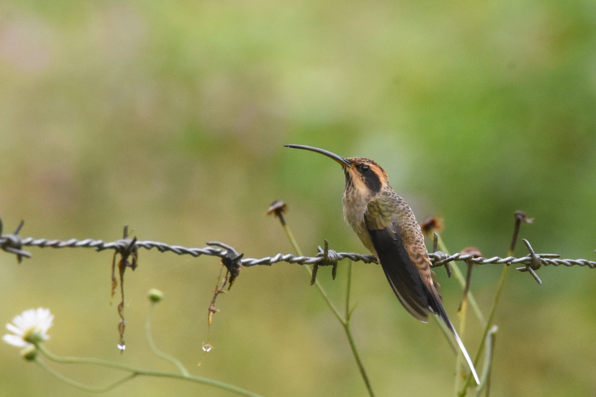 Scale-throated Hermit - ML559542461