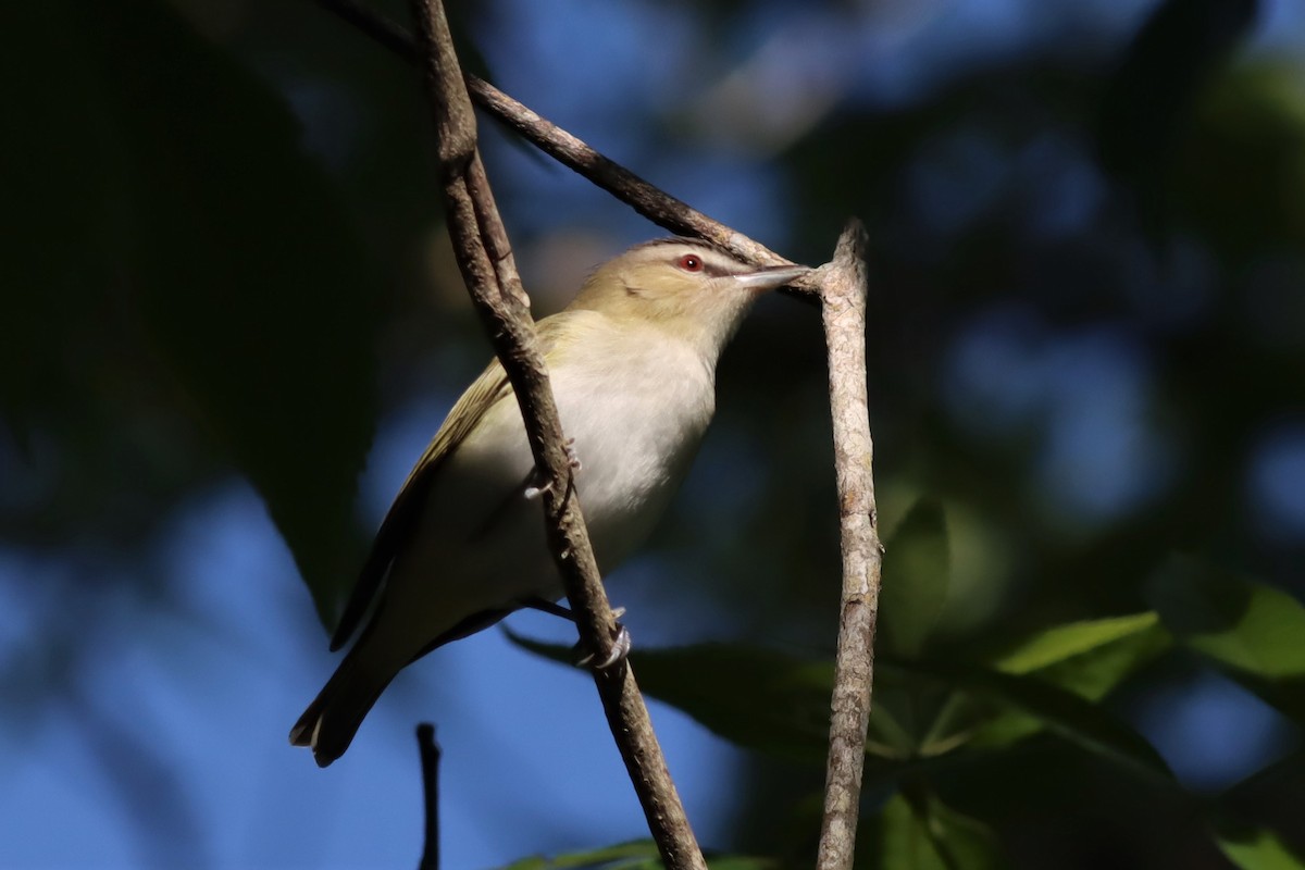 Vireo Ojirrojo - ML559543211